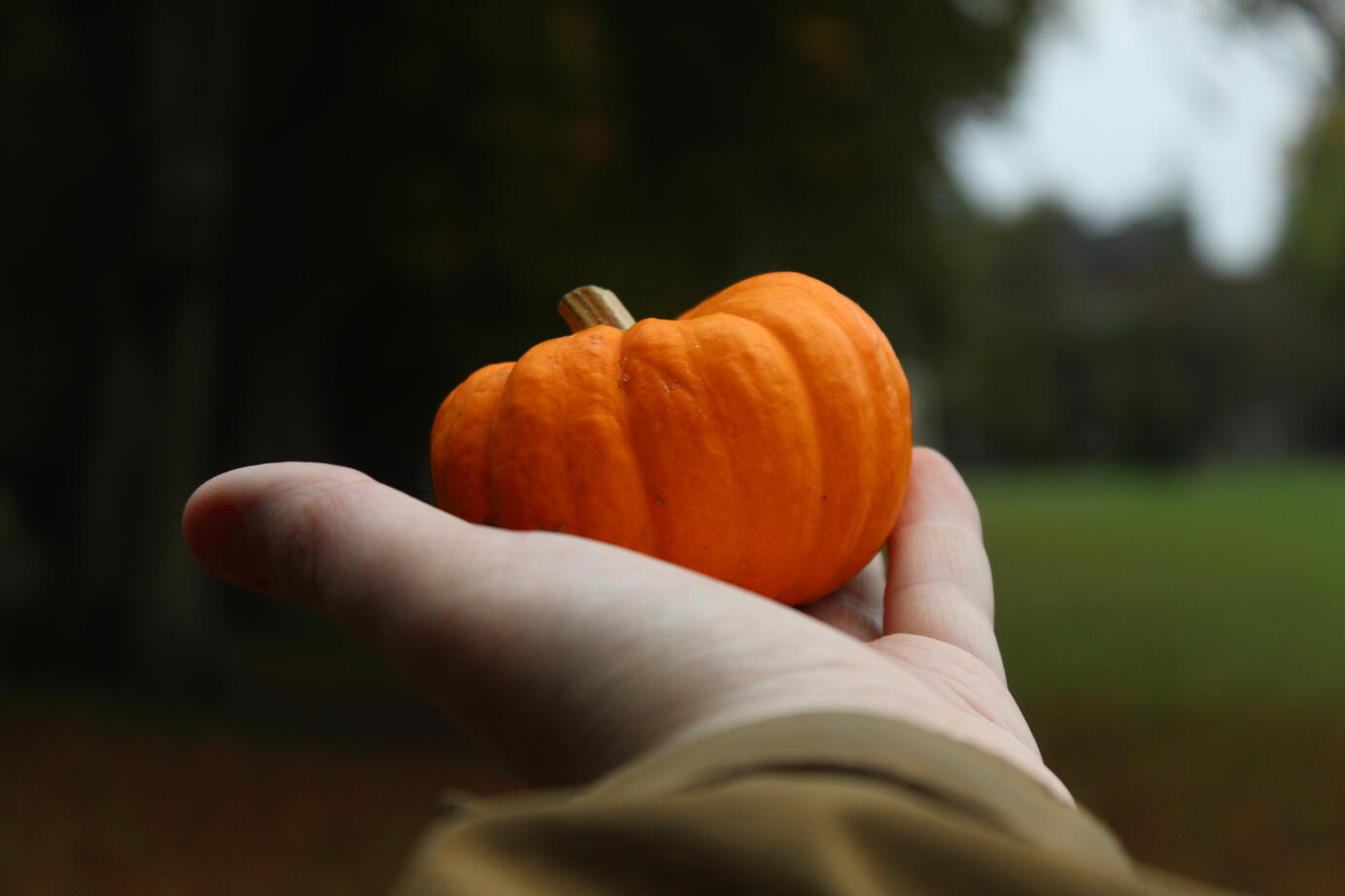 Munchkin Pumpkin