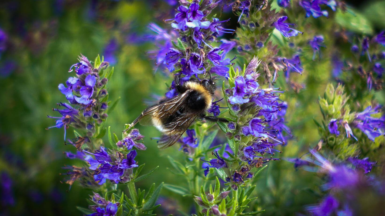 Weald & Downland Living Musum - Aug 2023 (5)