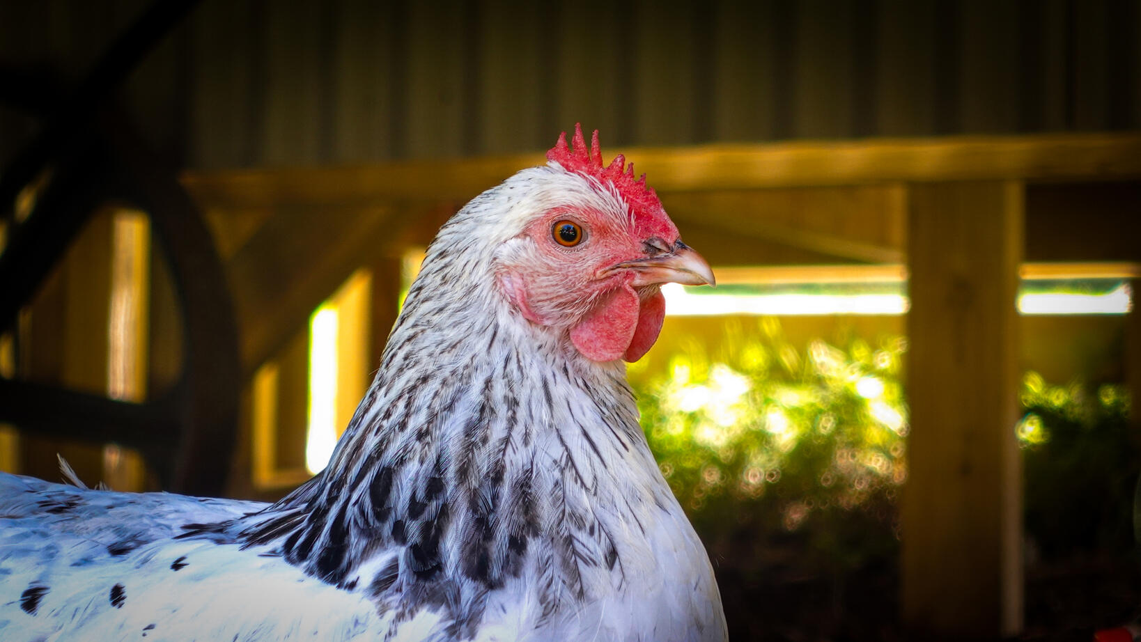 Weald &amp; Downland Living Musum - Aug 2023 (2)